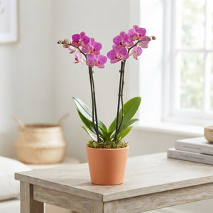 Mixed Phalaenopsis Orchid – 12cm Pot, 65cm Tall