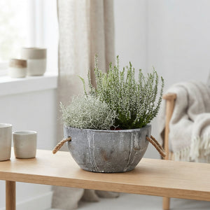 Garden Plant Arrangement in Concrete Tray – 24cm