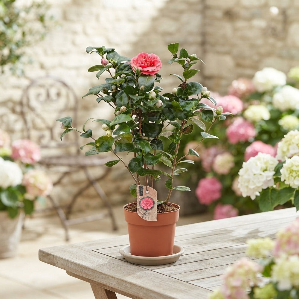 Camellia Mixed Colour Plants – 17cm Pot, 60cm High