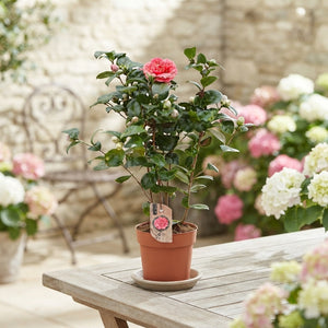 Camellia Mixed Colour Plants – 17cm Pot, 60cm High