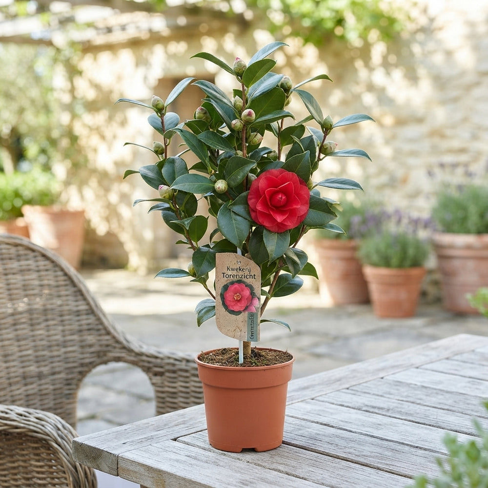 Camellia Mixed Colours – 13cm Pot, 35cm High