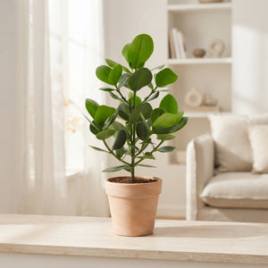 Clusia ‘Ro Princess’ Green Houseplant – 17cm Pot