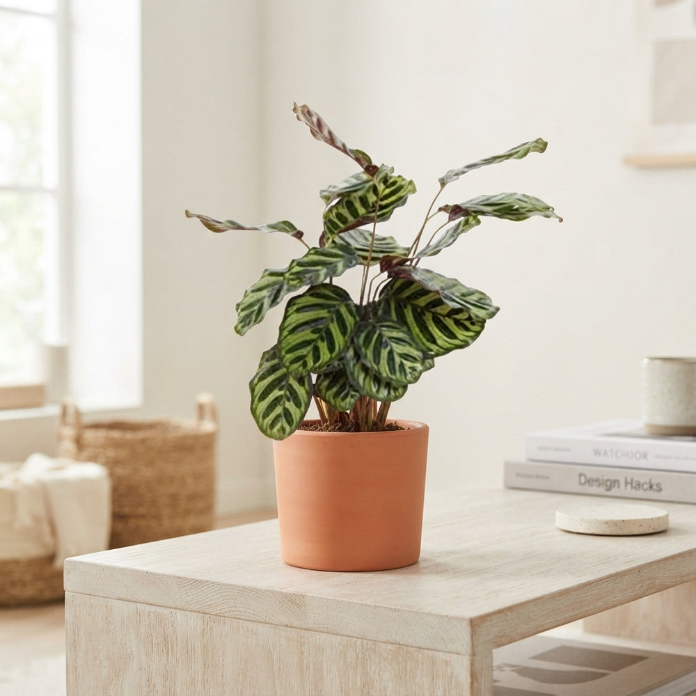Calathea Peacock Plant (Calathea makoyana) – 14cm Pot