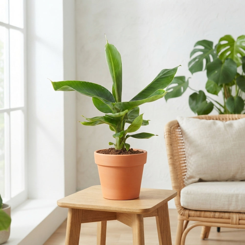 Dwarf Banana Plant (Musa Oriental Dwarf) – 12cm Pot