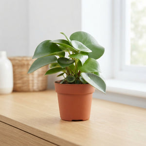Peperomia Raindrop (Peperomia polybotrya) – 12cm Pot