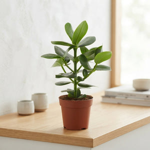 Clusia ‘Ro’ Princess – 12cm Pot, 30cm High
