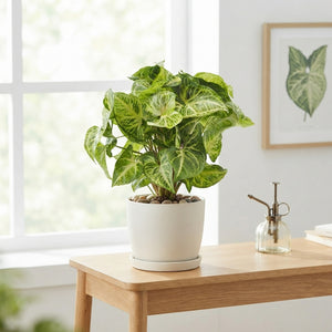 Arrowhead Plant (Syngonium) – 12cm Pot