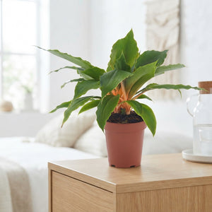 Chlorophytum ‘Fire Flash’ Spider Plant – 12cm Pot
