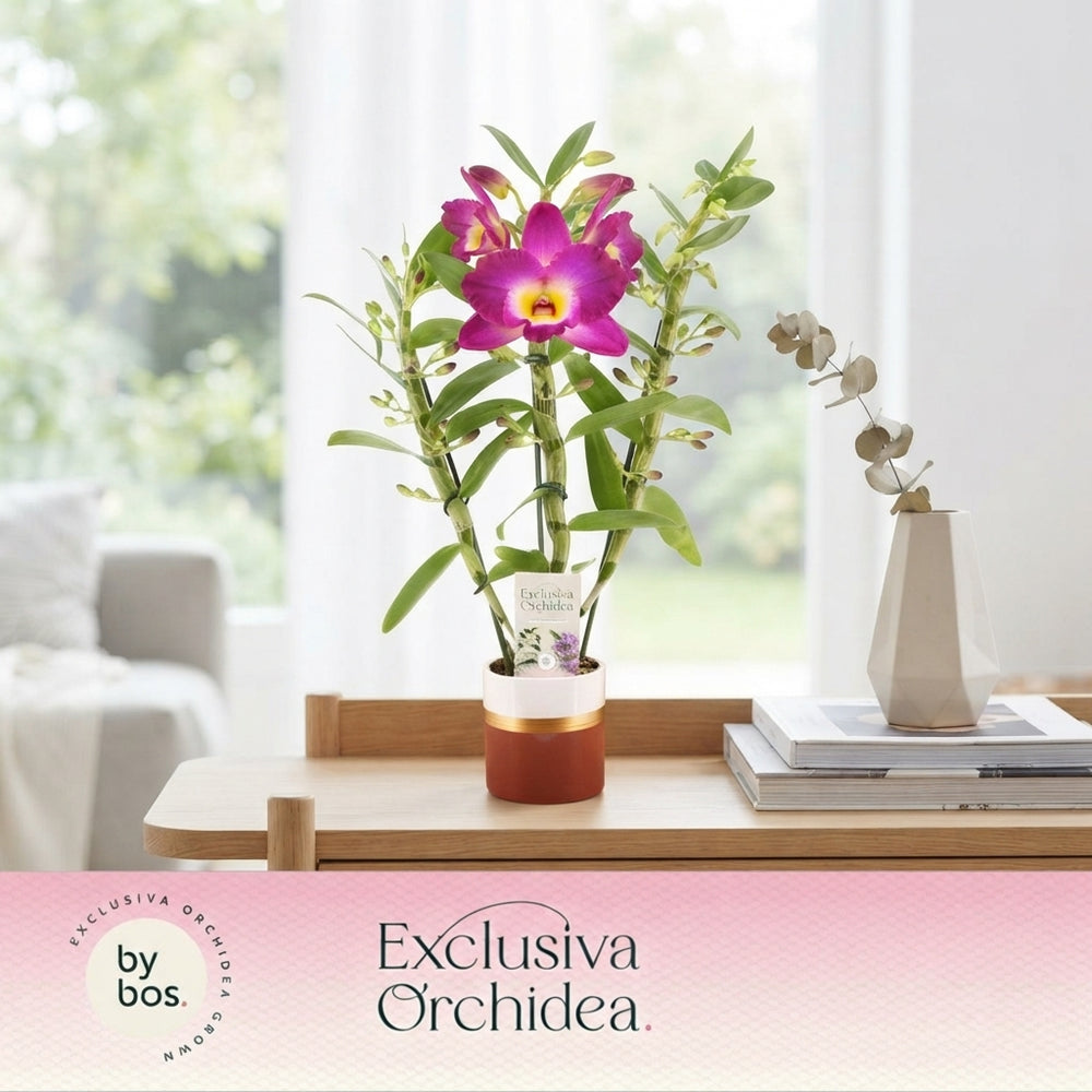 Mixed Dendrobium Nobile Orchid – 12cm Pot