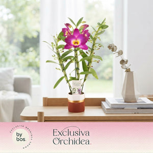 Mixed Dendrobium Nobile Orchid – 12cm Pot