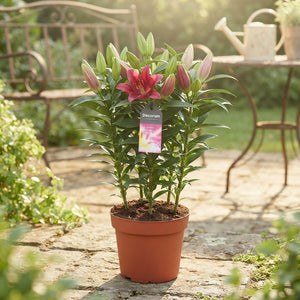 Mixed Roselily Oriental Lily (Lilium Oriental Group) – 19cm Pot