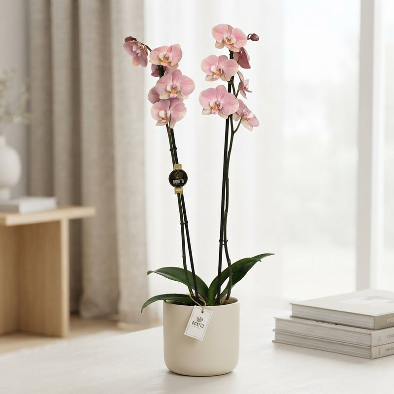 White Phalaenopsis Orchid – 2 Stem, 12cm Pot