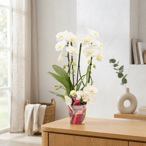 White Phalaenopsis Orchid ‘Twirl’ – 3 Stem, 12cm Pot
