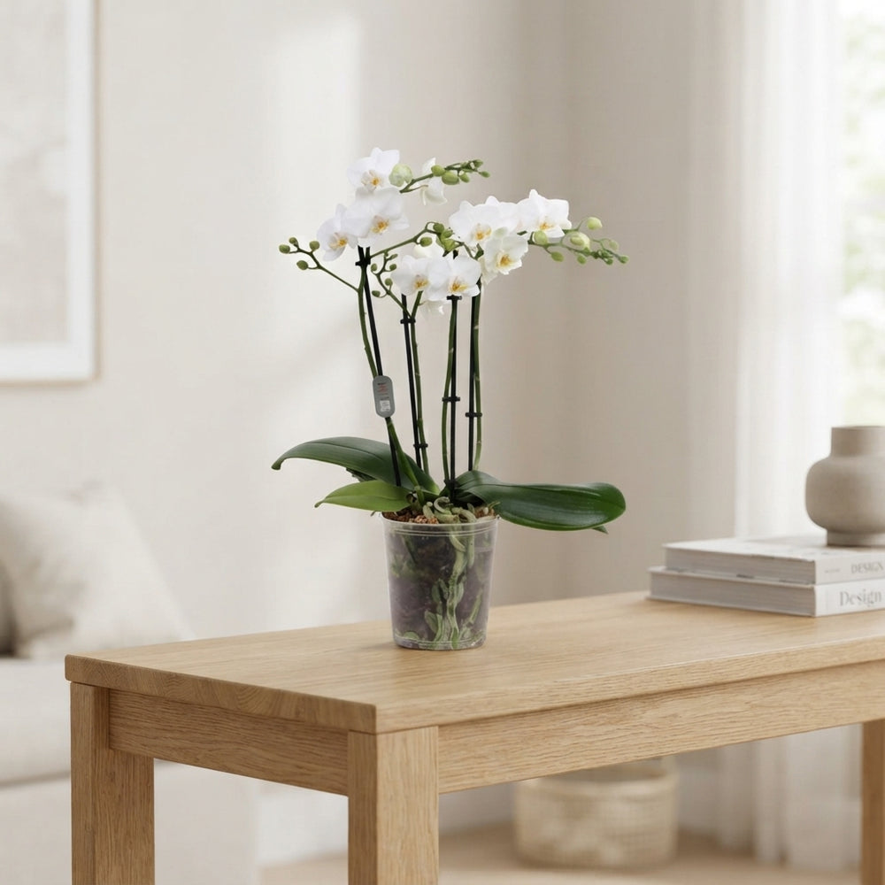 White Phalaenopsis Orchid – 4 Stem, 12cm Pot