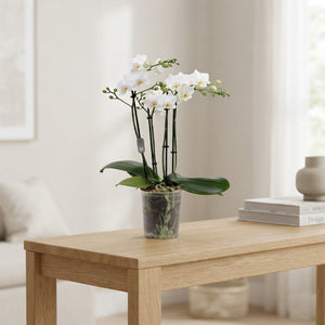 White Phalaenopsis Orchid – 4 Stem, 12cm Pot