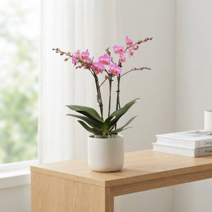Dark Pink Phalaenopsis Orchid – 2 Stem, 12cm Pot