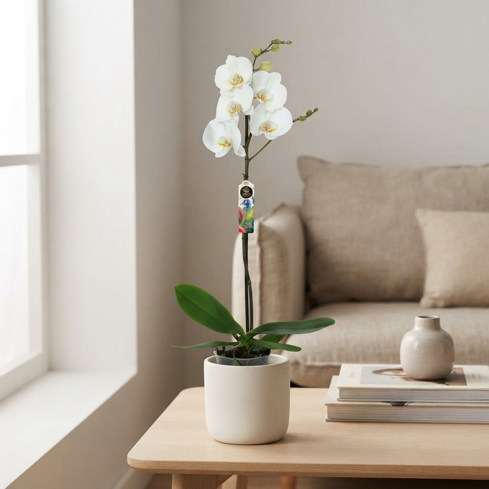 White Phalaenopsis Orchid – 12cm Pot, 70cm Tall