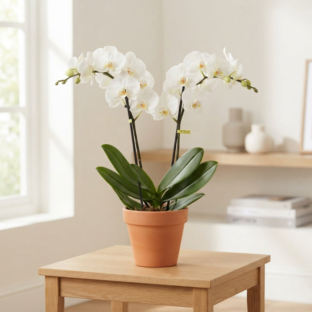 White Phalaenopsis Orchid – 2 Stem, 12cm Pot