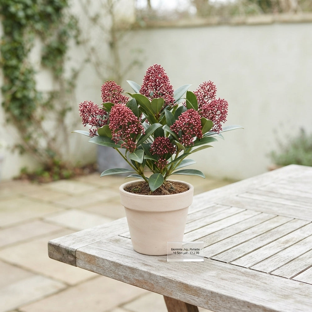 Skimmia japonica 'Rubella' – 10.5cm Pot