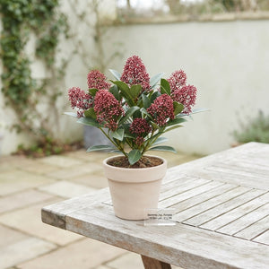 Skimmia japonica 'Rubella' – 10.5cm Pot