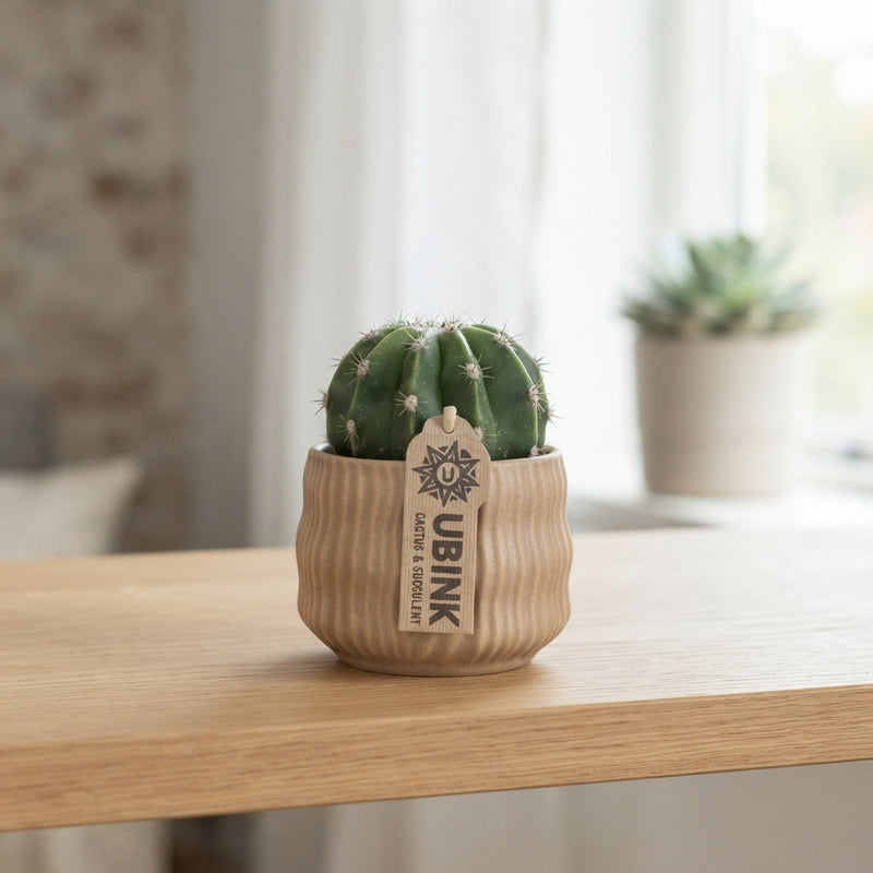 Mixed Cactus Collection – 8.5cm Ceramic Pot