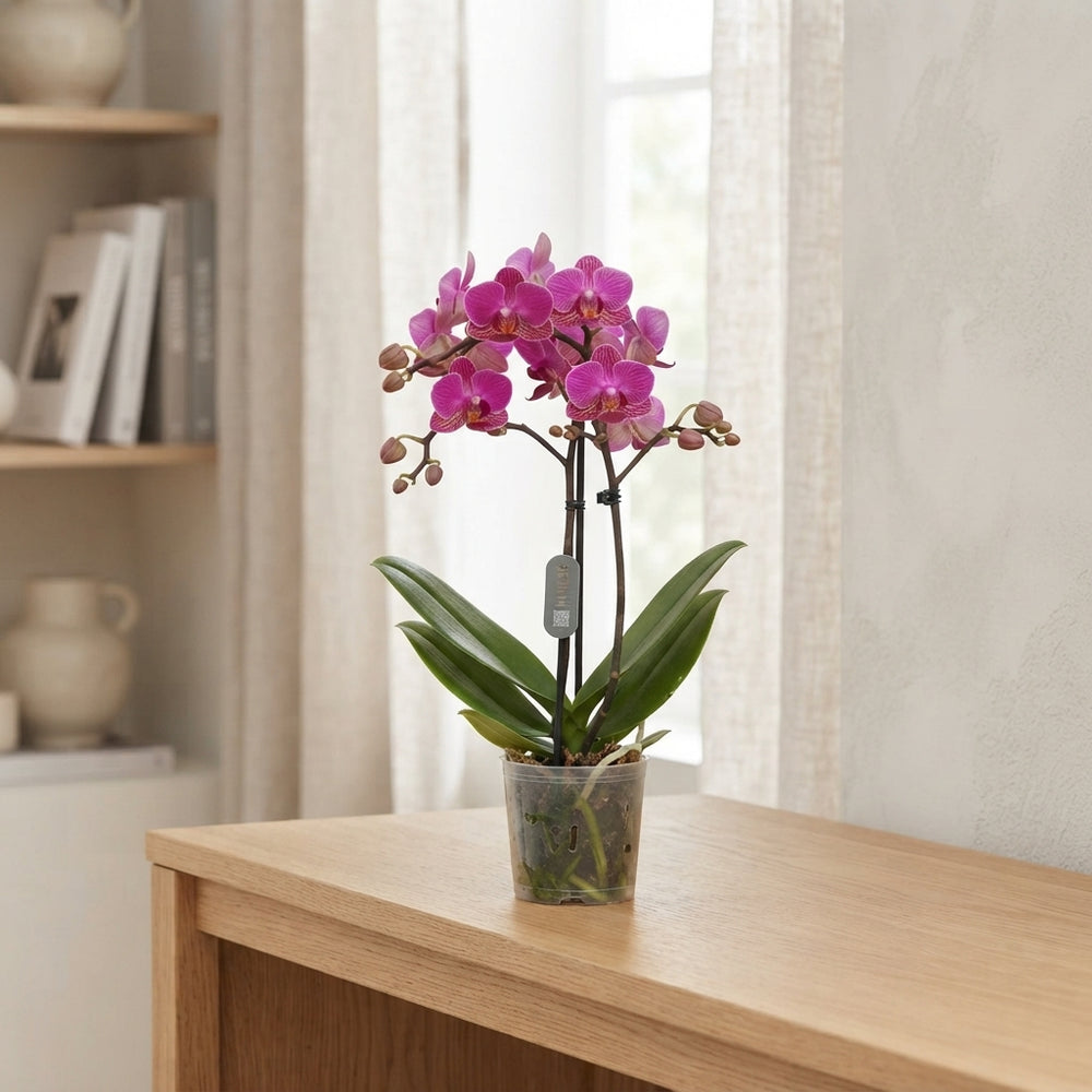 Mixed Phalaenopsis Orchid – 12cm Pot, 50cm High