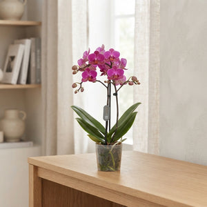 Mixed Phalaenopsis Orchid – 12cm Pot, 50cm High