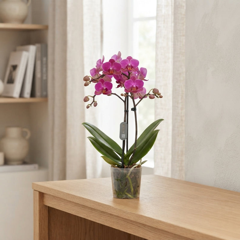 Mixed Phalaenopsis Orchid – 12cm Pot, 50cm High