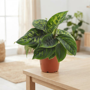 Homalomena ‘Camouflage’ – 12cm Pot, 30cm High