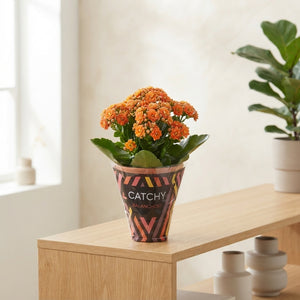 Mixed Double Kalanchoe – 10.5cm Pot