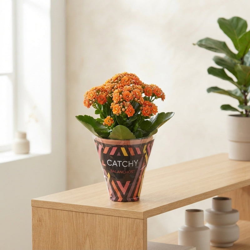 Mixed Double Kalanchoe – 10.5cm Pot