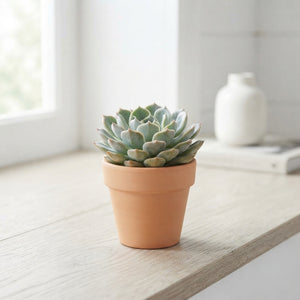 Mixed Echeveria Succulents – 5.5cm Pot
