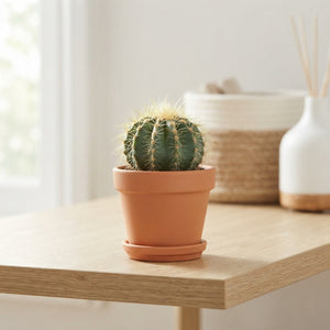 Mixed Cactus Collection – 10.5cm Pot