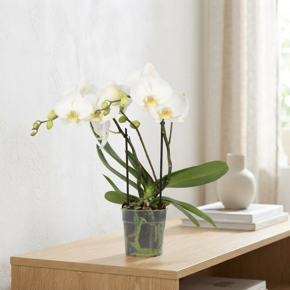 White Phalaenopsis Orchid – 12cm Pot, 55cm High