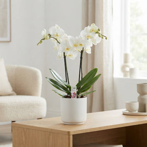 White Phalaenopsis Orchid – 12cm Pot, 55cm High