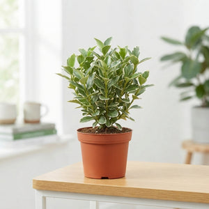 Euonymus japonicus ‘Kathy’ – 9cm Pot