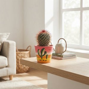 Mixed Cactus and Succulent Collection – 7cm Ceramic Pot