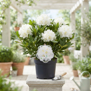 White Rhododendron ‘Cunningham’s White’ – 17cm Pot
