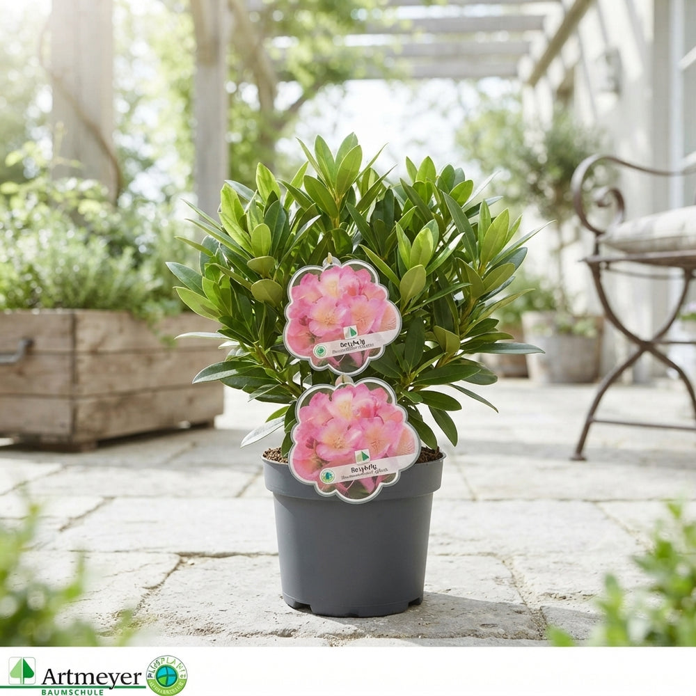 Rhododendron ‘Percy Wiseman’ – 17cm Pot