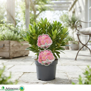 Rhododendron ‘Percy Wiseman’ – 17cm Pot