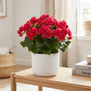 Cerise Elatior Begonia (Begonia) – 19cm Pot