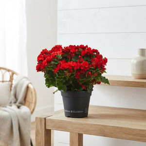 Mixed Begonia Elatior – 19cm Pot, 37cm High