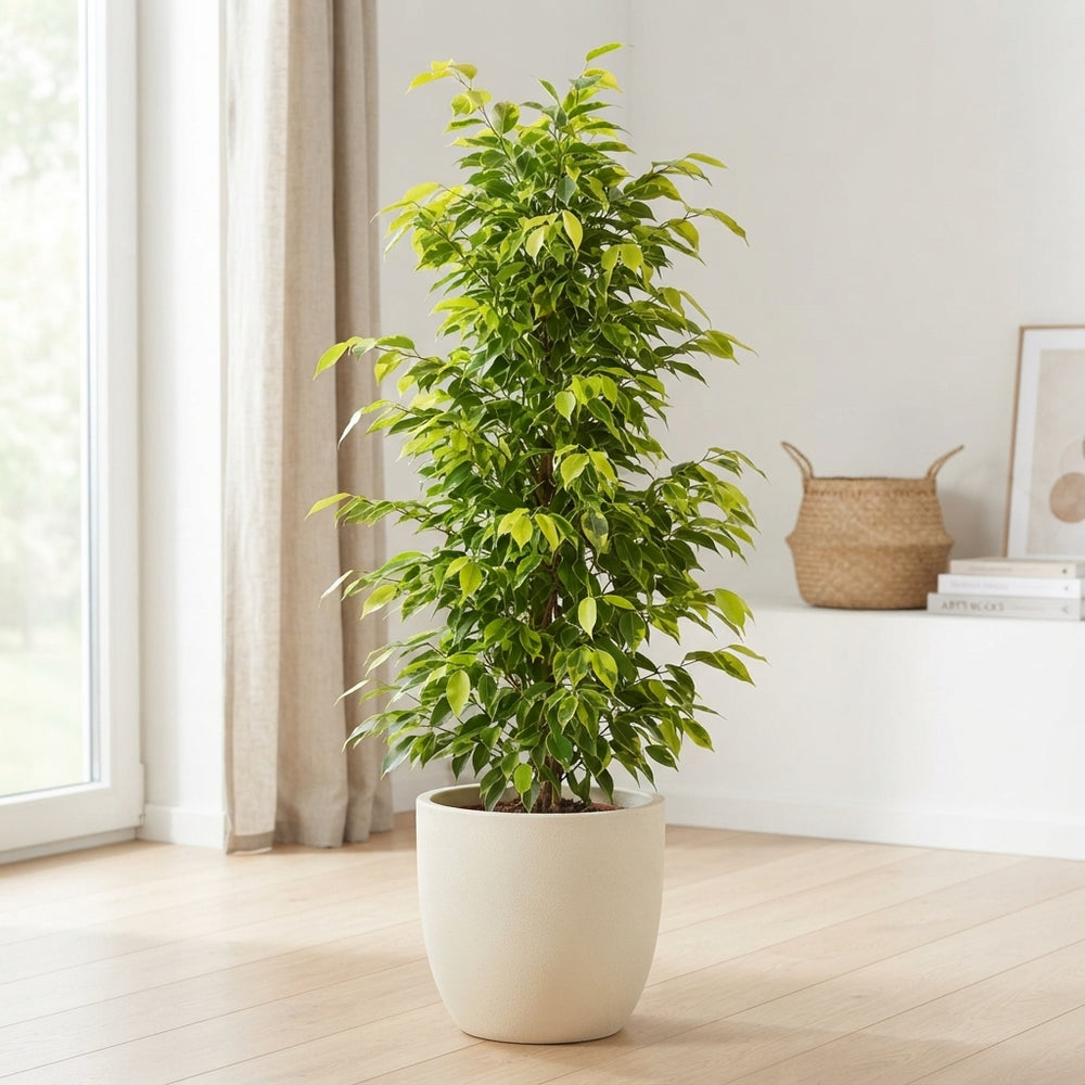 XL Ficus Benjamina ‘Reginald’ – 27cm Pot