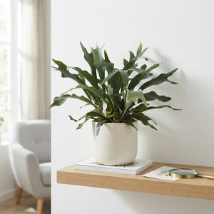 Staghorn Fern (Platycerium bifurcatum) – 20cm Pot