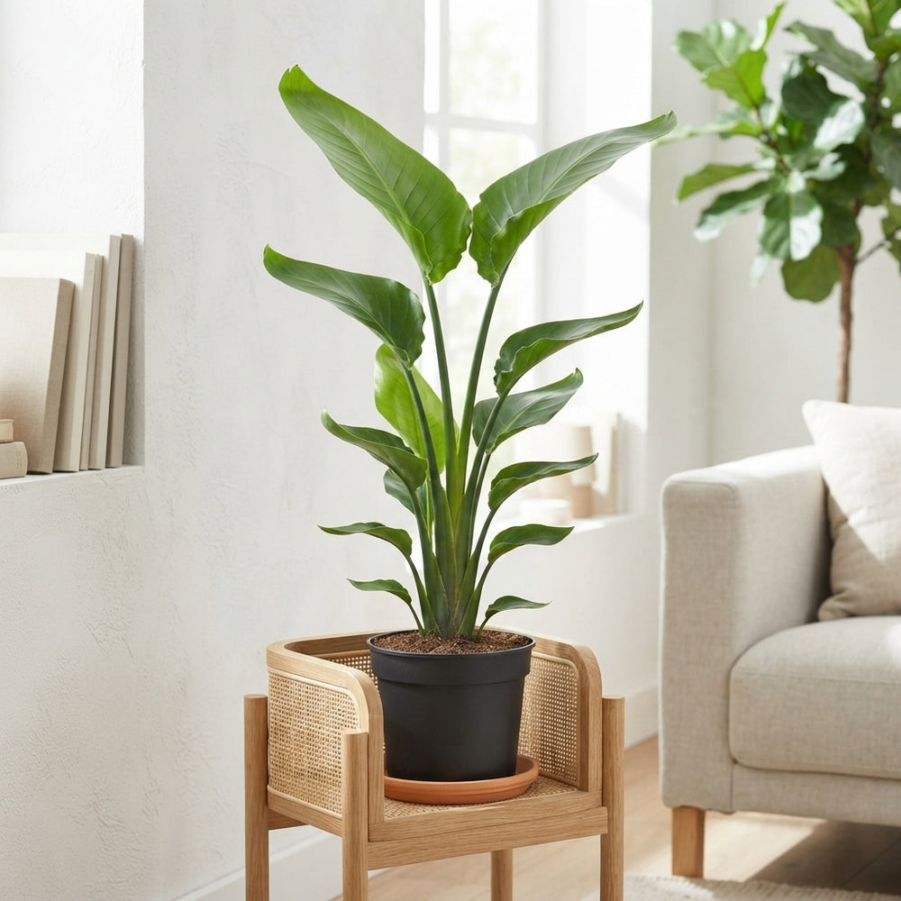 Bird of Paradise Plant (Strelitzia nicolai) – 31cm Pot
