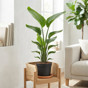 Bird of Paradise Plant (Strelitzia nicolai) – 31cm Pot