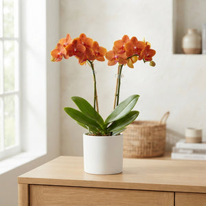 Orange Phalaenopsis Orchid 'Apple Pie' – 12cm Pot