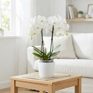 Phalaenopsis Orchid ‘Jive’ – 2 Stem, 12cm Pot