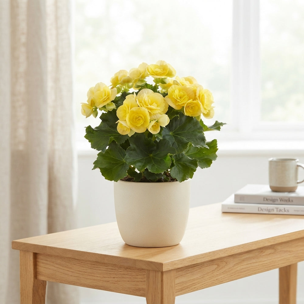 Yellow Elatior Begonia (Begonia) – 13cm Pot