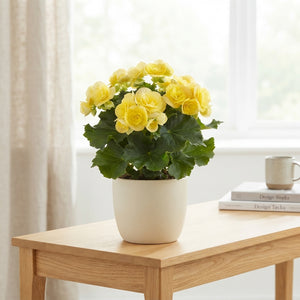 Yellow Elatior Begonia (Begonia) – 13cm Pot